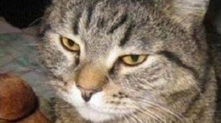 Chọn NodeJS hay Ruby?